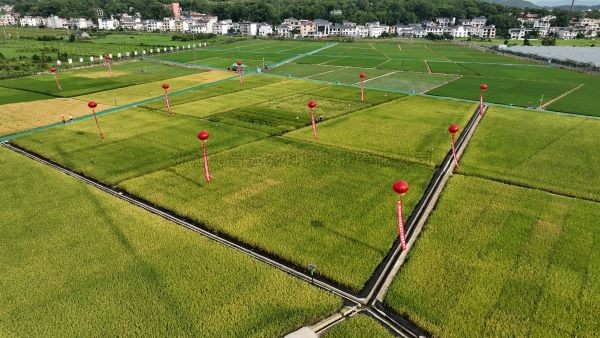 湘東區現代化製種基地，數智賦能讓“贛鄱糧倉”更有底氣！